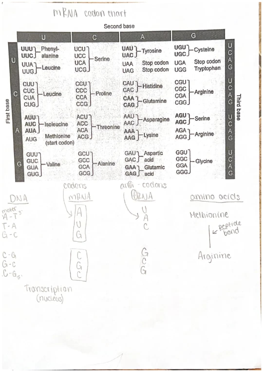
<p>DNA, also known as Deoxyribo Nucleic Acid, is composed of subunits called nucleotides. There are three parts of nucleotides - purine bas