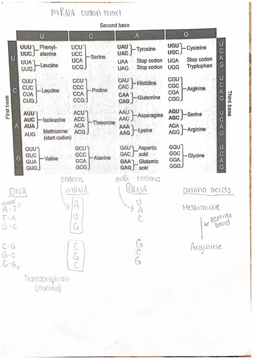 
<p>DNA, also known as Deoxyribo Nucleic Acid, is composed of subunits called nucleotides. There are three parts of nucleotides - purine bas