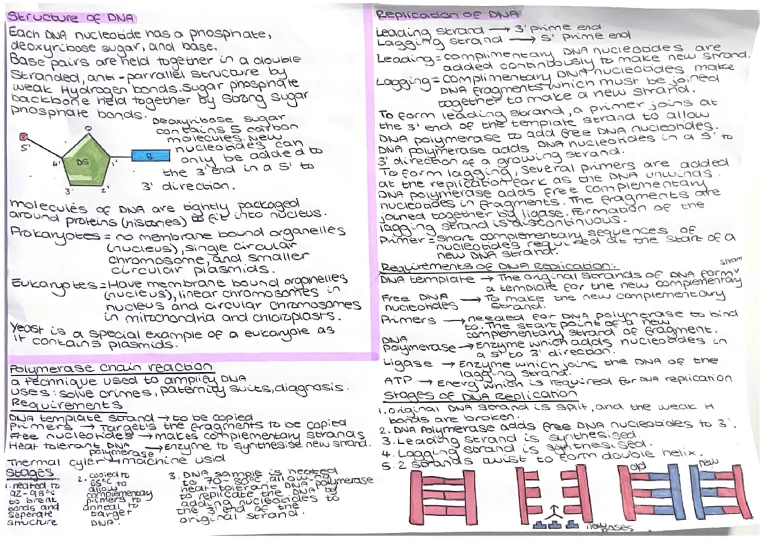 
<p>The structure of DNA consists of nucleotides, each comprising a phosphate, deoxyribose sugar, and a base. These base pairs are held toge