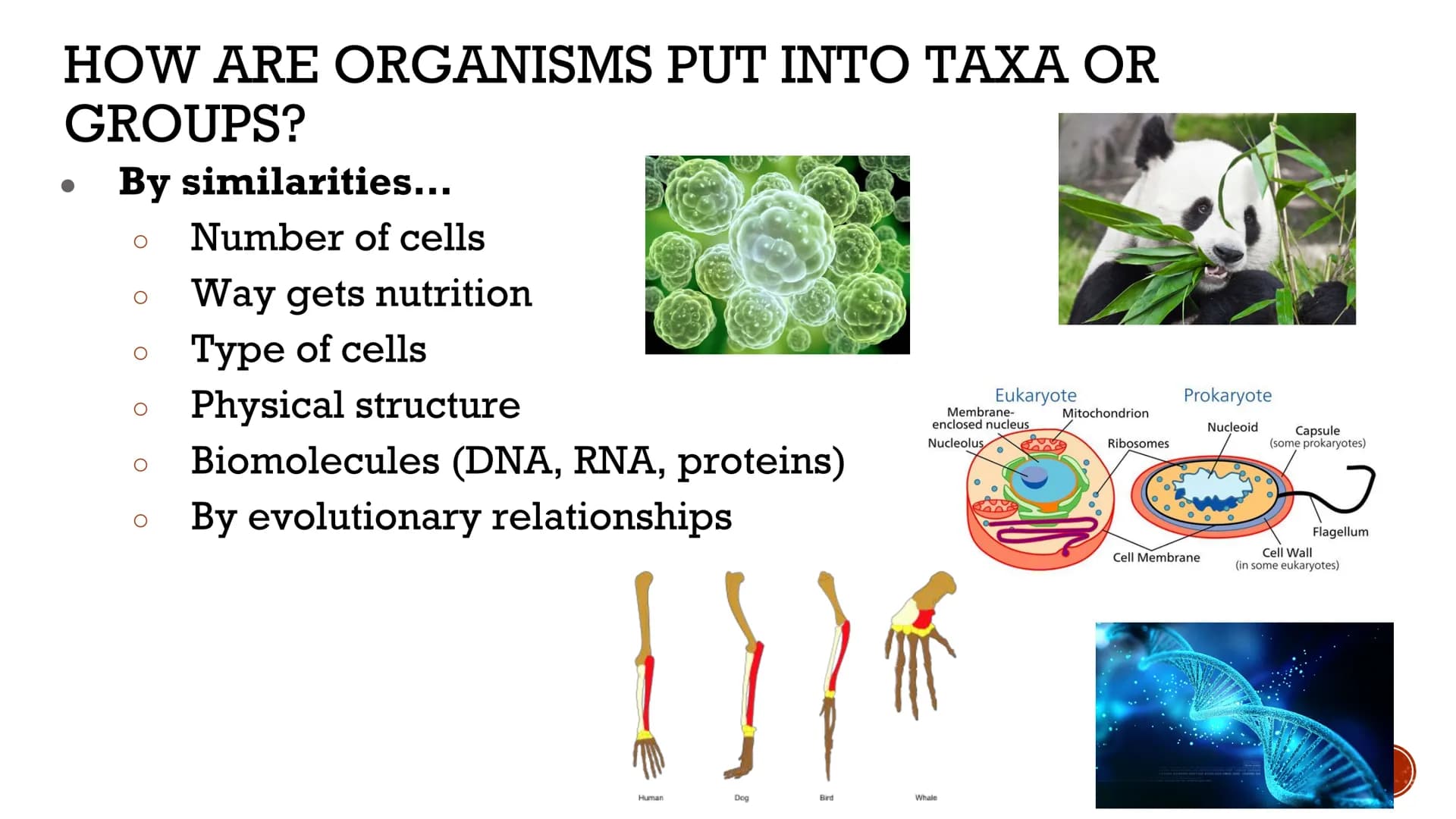 CLASSIFICATION
OF
LIVING THINGS
Biology X TAXONOMY
Taxonomy: field of biology that
identifies and classifies organisms
Greek: "taxo" = arran