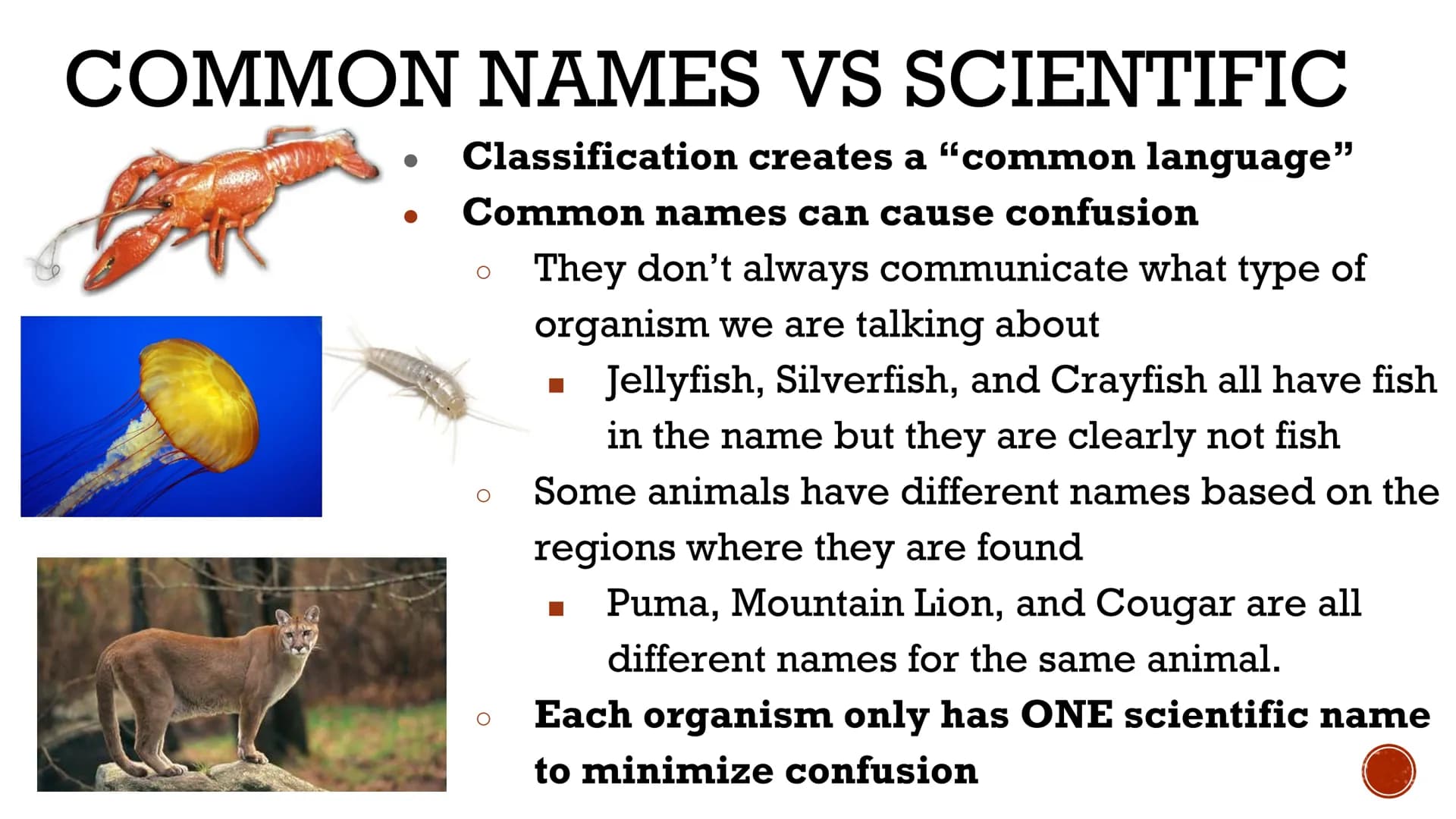 CLASSIFICATION
OF
LIVING THINGS
Biology X TAXONOMY
Taxonomy: field of biology that
identifies and classifies organisms
Greek: "taxo" = arran