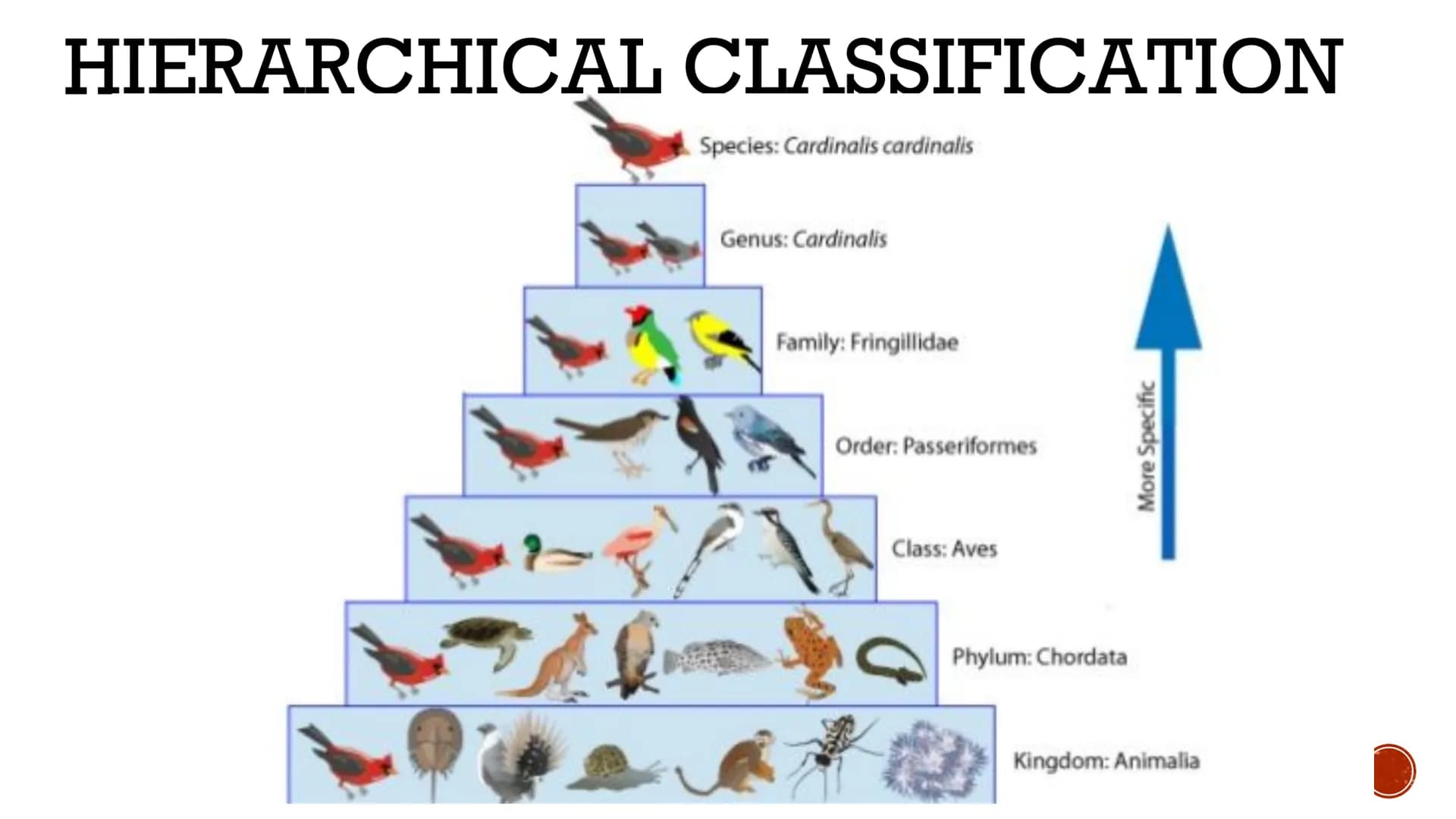 CLASSIFICATION
OF
LIVING THINGS
Biology X TAXONOMY
Taxonomy: field of biology that
identifies and classifies organisms
Greek: "taxo" = arran