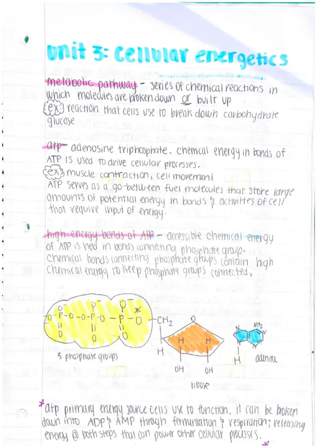 How Your Muscles Use Energy: Cool Science Behind ATP and Thermodynamics!