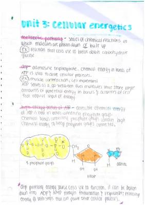 Know This content is about Photosynthesis, Cellular Respiration, and enzymes function. (10th-12th grade) thumbnail