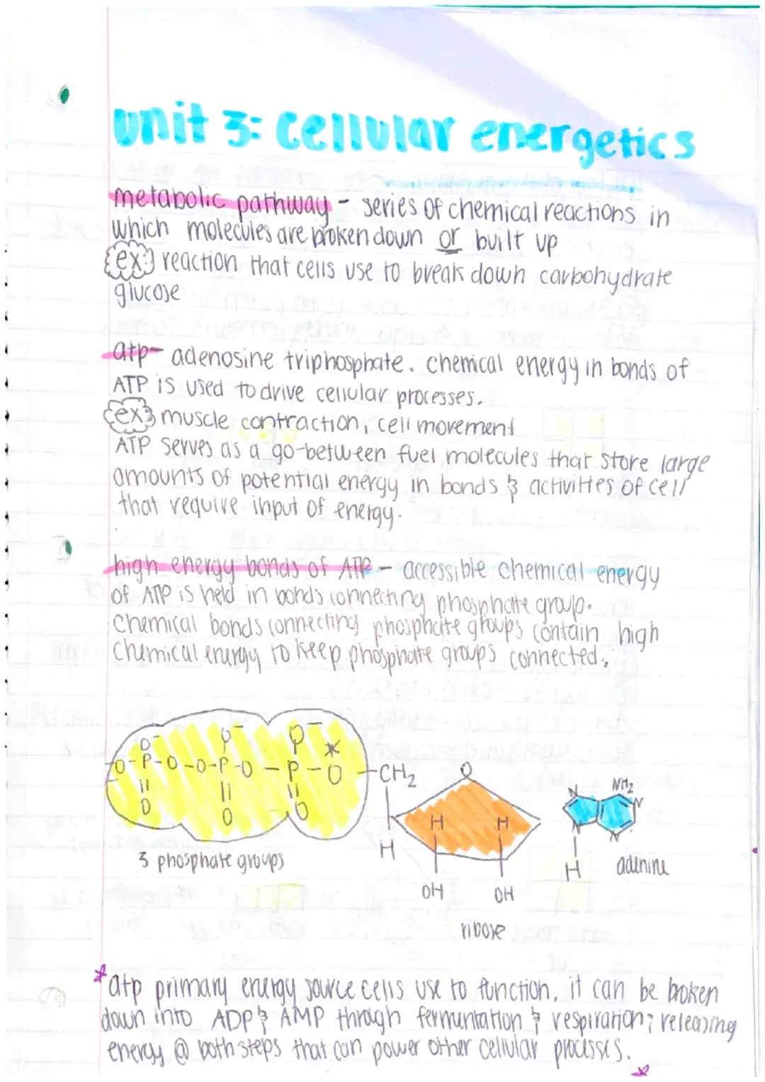 unit 3: cellular energetics
metabolic pathway - series of chemical reactions in
which molecules are broken down or built up
ex reaction that