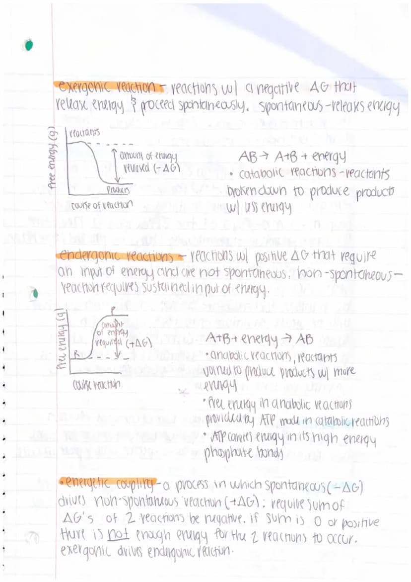 unit 3: cellular energetics
metabolic pathway - series of chemical reactions in
which molecules are broken down or built up
ex reaction that