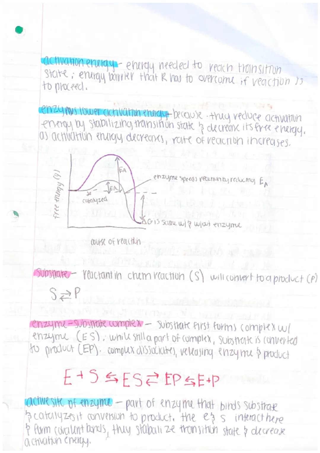 unit 3: cellular energetics
metabolic pathway - series of chemical reactions in
which molecules are broken down or built up
ex reaction that