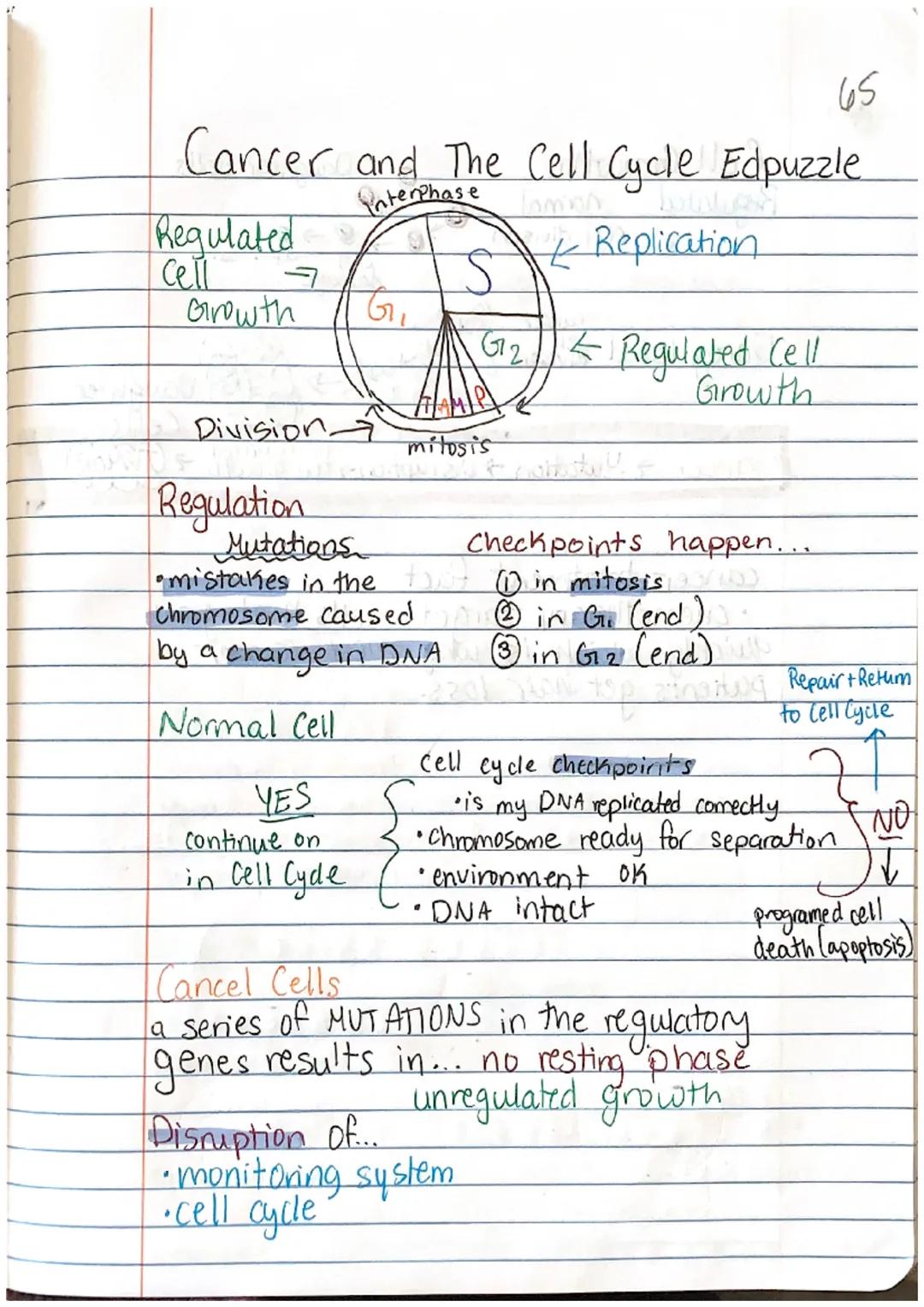 65
Cancer and The Cell Cycle Edpuzzle
Interphase
+ Replication
Regulated
Cell
ㅋ
Growth
Division-
Regulation
G,
YES
Continue on
in Cell Cyde
