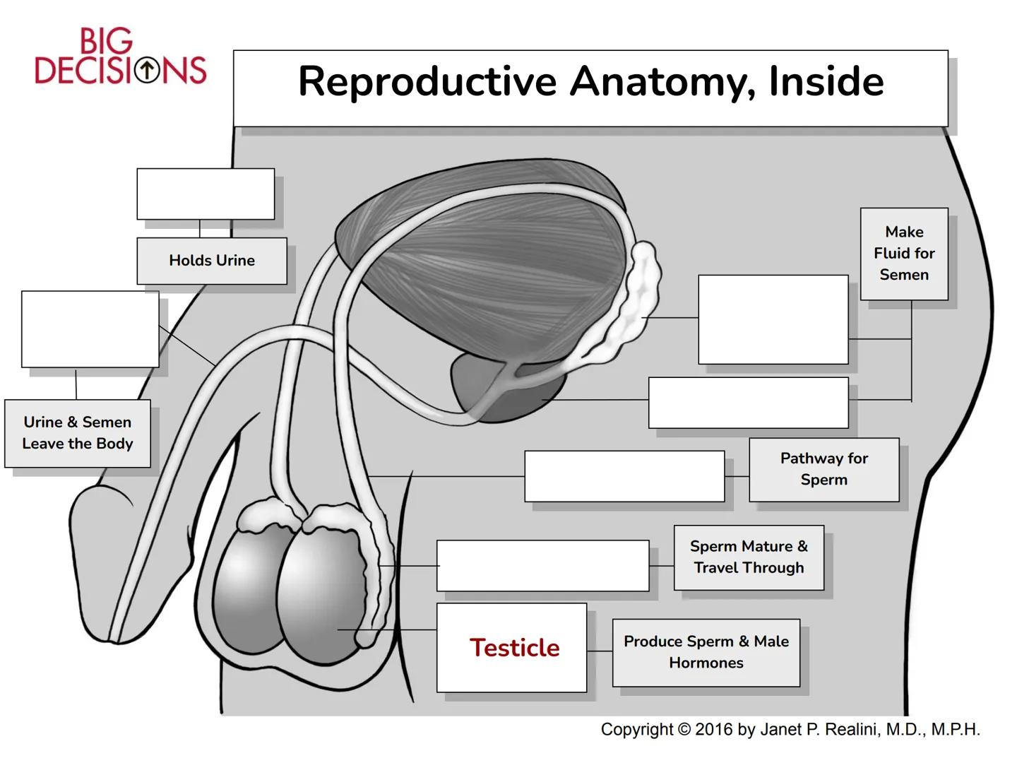 Making Healthy,
Informed Choices
about Sex
BIGL
DECISIONS
Slide Presentation for Classroom Use
Copyright © 2016 Janet P. Realini, MD, MPH BI
