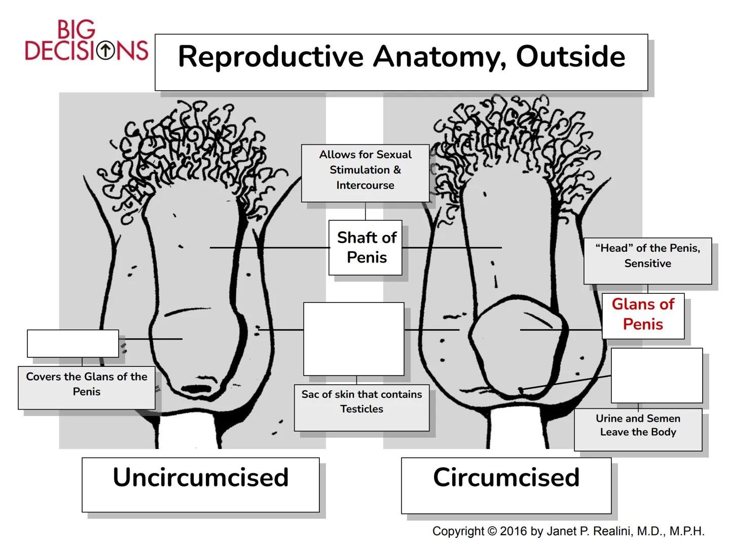 Making Healthy,
Informed Choices
about Sex
BIGL
DECISIONS
Slide Presentation for Classroom Use
Copyright © 2016 Janet P. Realini, MD, MPH BI