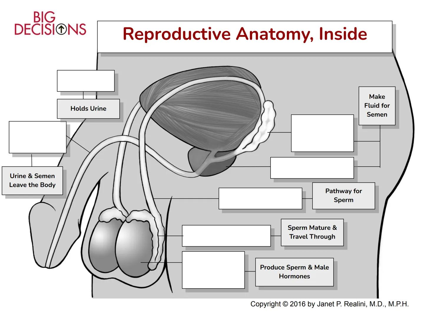 Making Healthy,
Informed Choices
about Sex
BIGL
DECISIONS
Slide Presentation for Classroom Use
Copyright © 2016 Janet P. Realini, MD, MPH BI