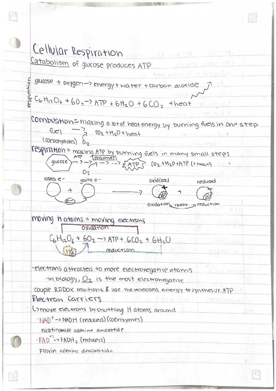 AP Bio Unit 3 Notes PDF: Glycolysis, Cellular Respiration, and More!