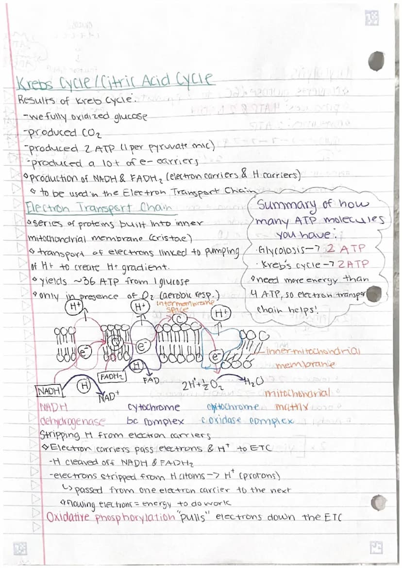 
<p>Cellular respiration is the process of catabolism of glucose that produces ATP. The general equation for this process is the combination