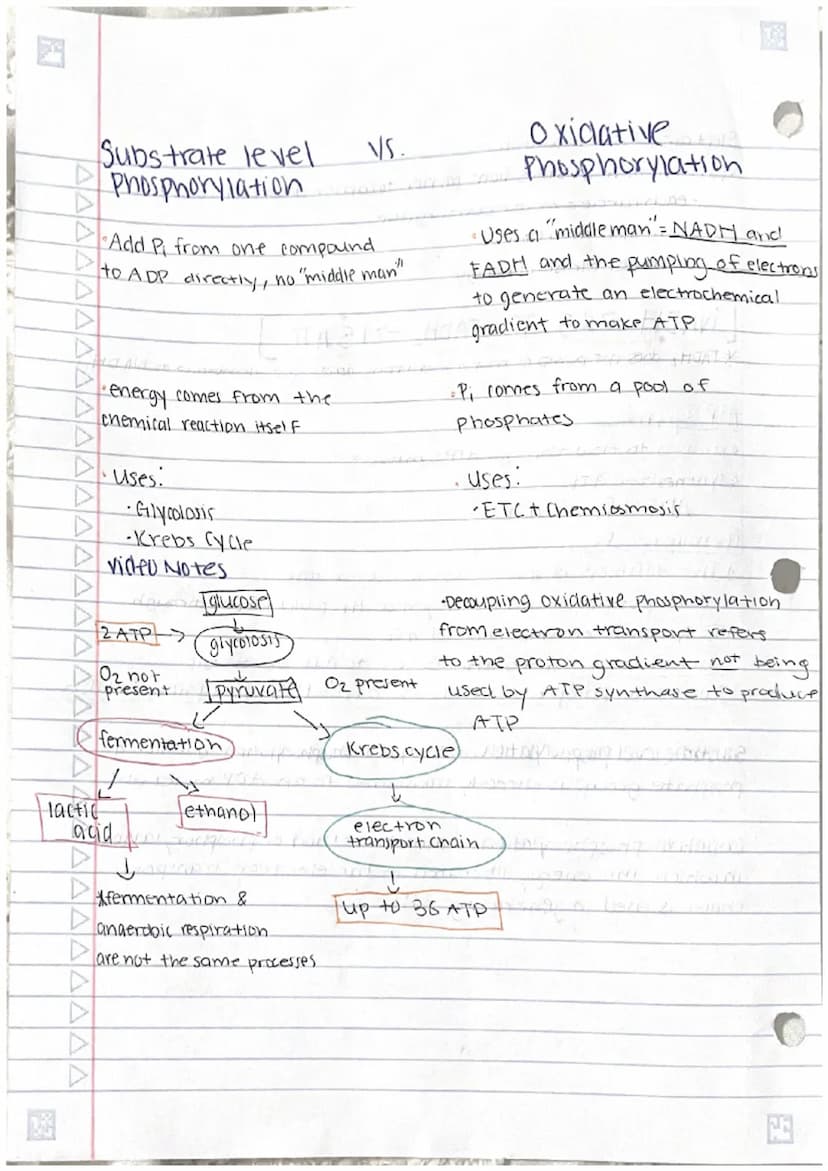 
<p>Cellular respiration is the process of catabolism of glucose that produces ATP. The general equation for this process is the combination
