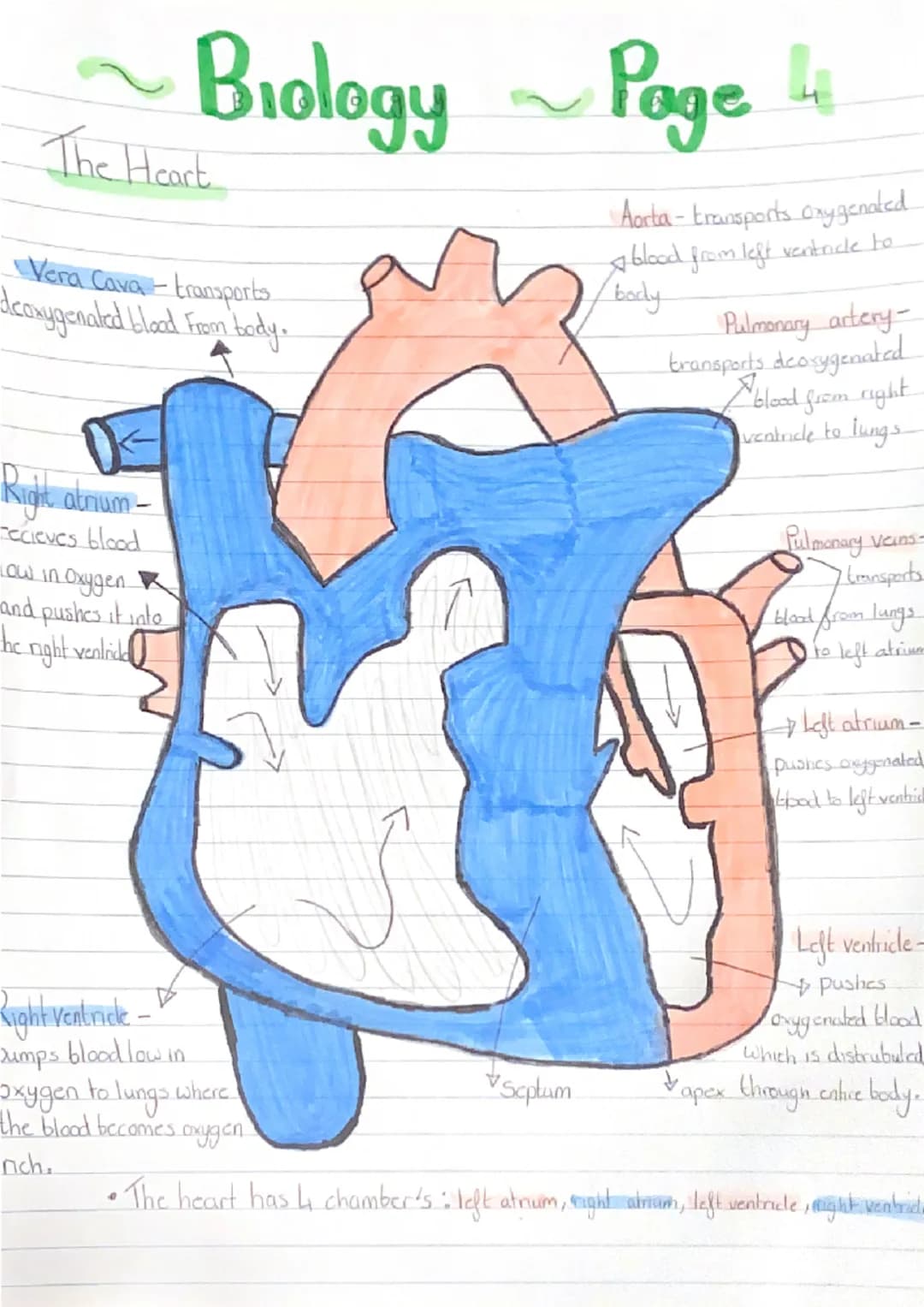 ●
-Biology~~ Page
●
Cell's and Functions
Where are Proteins made?
in the Ribosomes
Where in the cell are chromosomes Located?
• in the nucle