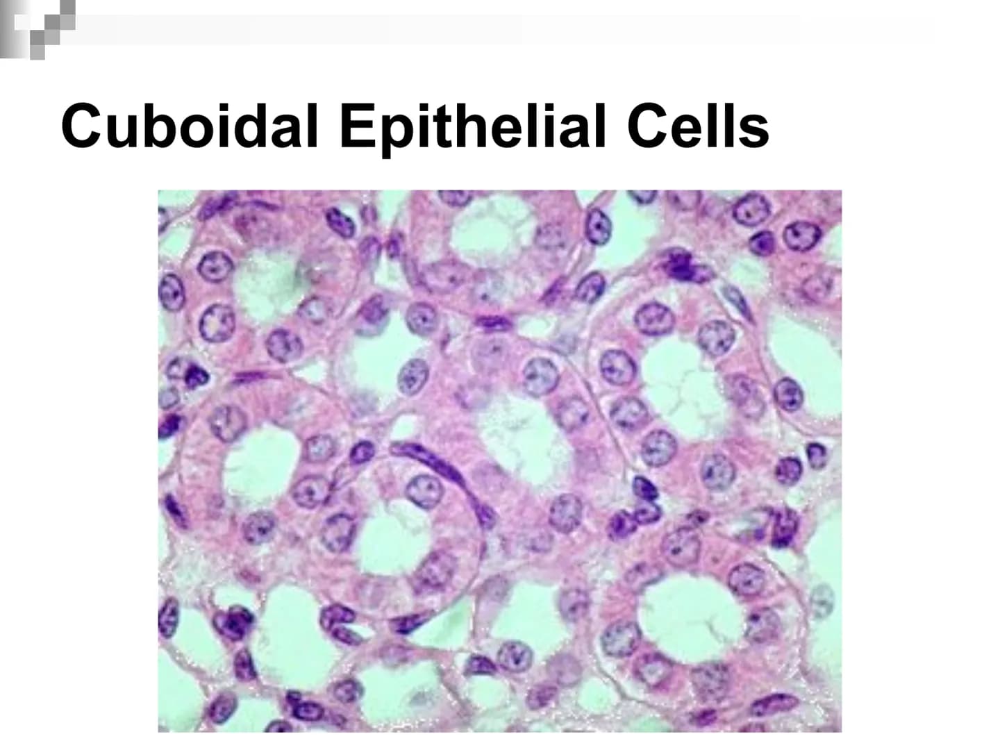 Animal Cells and
Tissues
AP Biology Animal Cells and Tissues
Four tissue types:
Epithelial
Connective
Muscle
Nervous Cells, Tissues and Orga