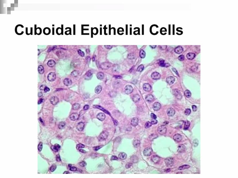 Animal Cells and
Tissues
AP Biology Animal Cells and Tissues
Four tissue types:
Epithelial
Connective
Muscle
Nervous Cells, Tissues and Orga