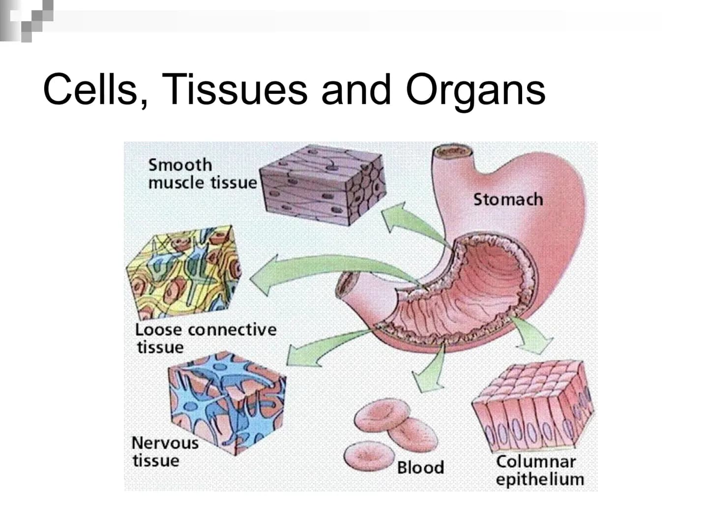 Animal Cells and
Tissues
AP Biology Animal Cells and Tissues
Four tissue types:
Epithelial
Connective
Muscle
Nervous Cells, Tissues and Orga