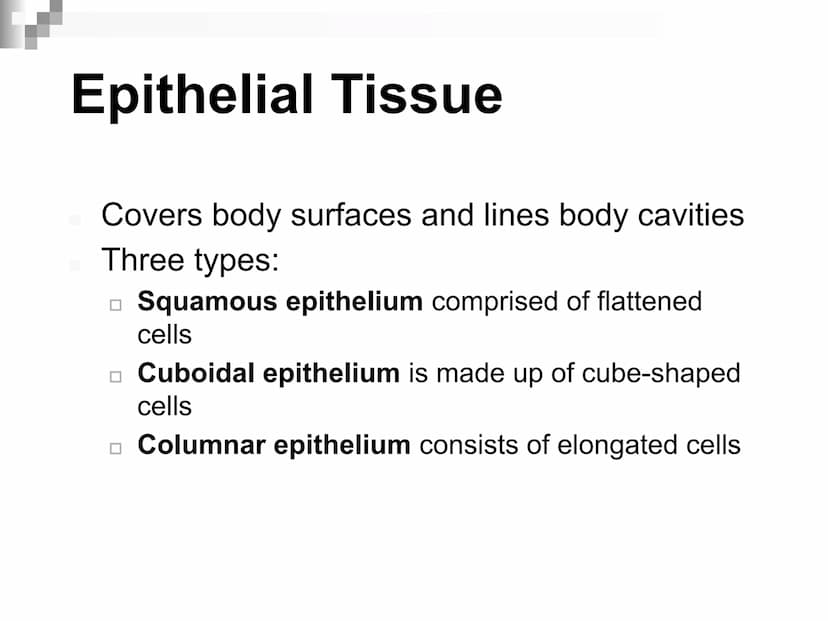 Animal Cells and
Tissues
AP Biology Animal Cells and Tissues
Four tissue types:
Epithelial
Connective
Muscle
Nervous Cells, Tissues and Orga