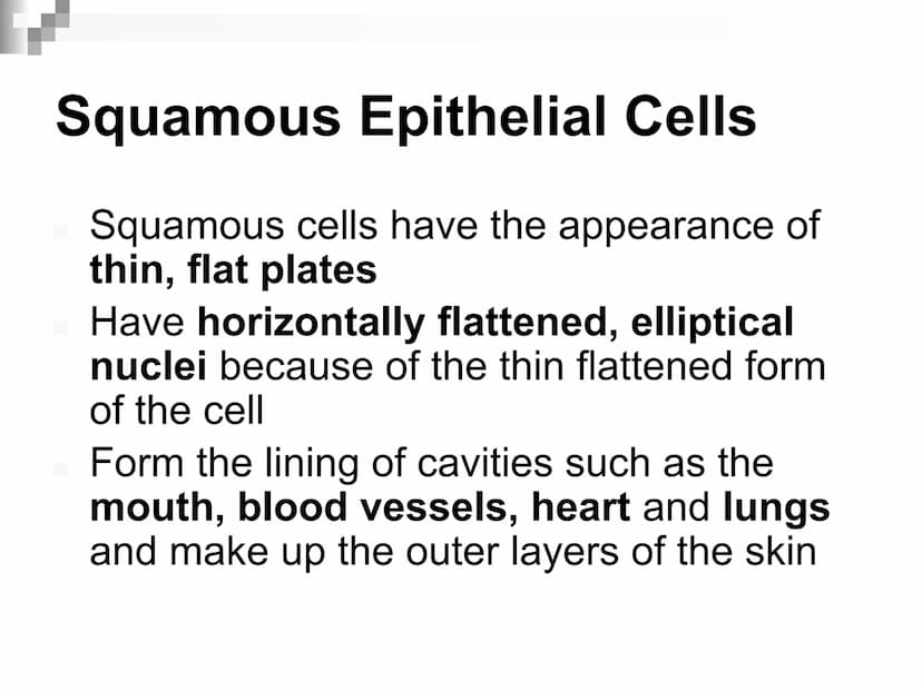 Animal Cells and
Tissues
AP Biology Animal Cells and Tissues
Four tissue types:
Epithelial
Connective
Muscle
Nervous Cells, Tissues and Orga