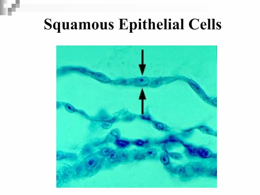 Animal Cells and
Tissues
AP Biology Animal Cells and Tissues
Four tissue types:
Epithelial
Connective
Muscle
Nervous Cells, Tissues and Orga