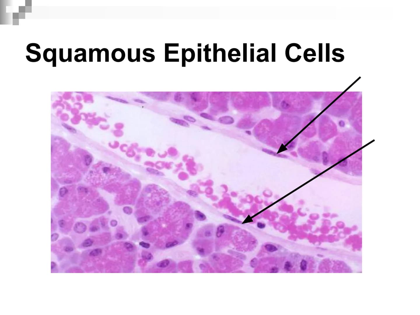Animal Cells and
Tissues
AP Biology Animal Cells and Tissues
Four tissue types:
Epithelial
Connective
Muscle
Nervous Cells, Tissues and Orga