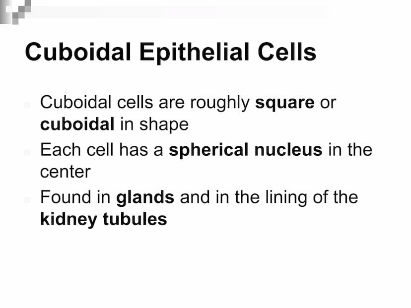 Animal Cells and
Tissues
AP Biology Animal Cells and Tissues
Four tissue types:
Epithelial
Connective
Muscle
Nervous Cells, Tissues and Orga