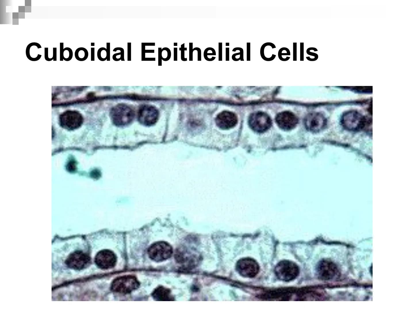 Animal Cells and
Tissues
AP Biology Animal Cells and Tissues
Four tissue types:
Epithelial
Connective
Muscle
Nervous Cells, Tissues and Orga
