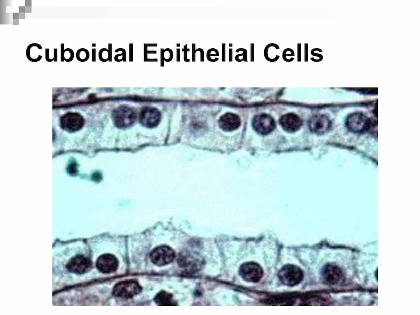 Animal Cells and
Tissues
AP Biology Animal Cells and Tissues
Four tissue types:
Epithelial
Connective
Muscle
Nervous Cells, Tissues and Orga