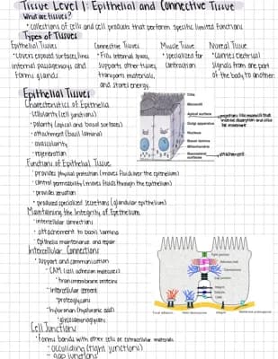 Know Characteristics of Epithelial Tissue and Connective Tissues thumbnail