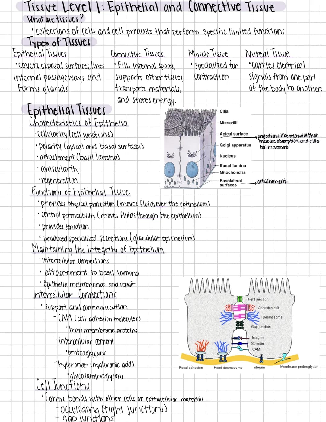 Tissue Level 1: Epithelial and Connective Tissue
What are tissues?
•Collections of cells and cell products that perform specific limited fun