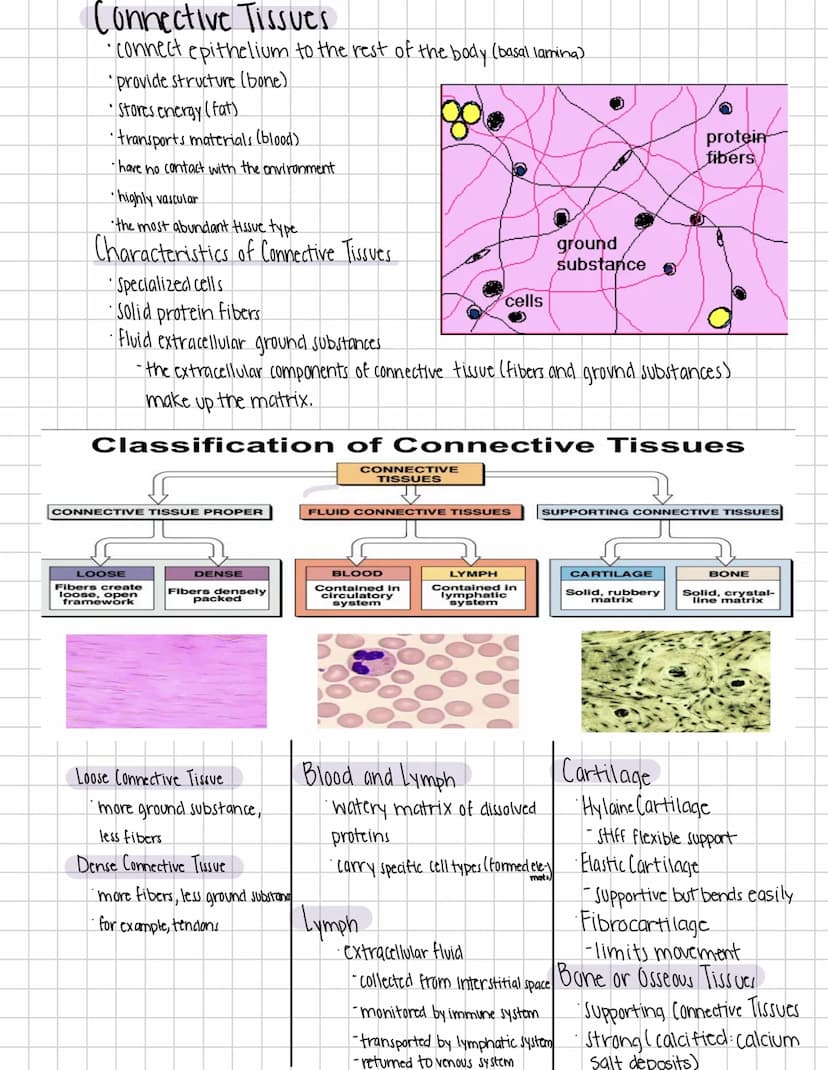 Tissue Level 1: Epithelial and Connective Tissue
What are tissues?
•Collections of cells and cell products that perform specific limited fun