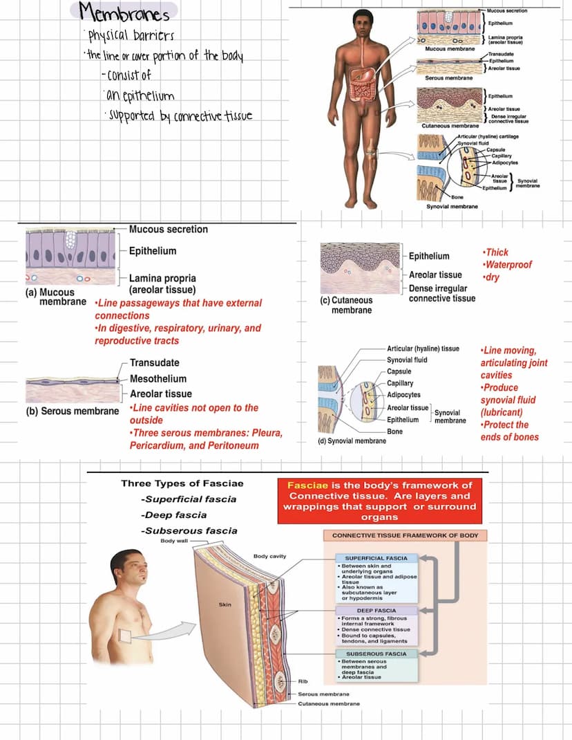 Tissue Level 1: Epithelial and Connective Tissue
What are tissues?
•Collections of cells and cell products that perform specific limited fun