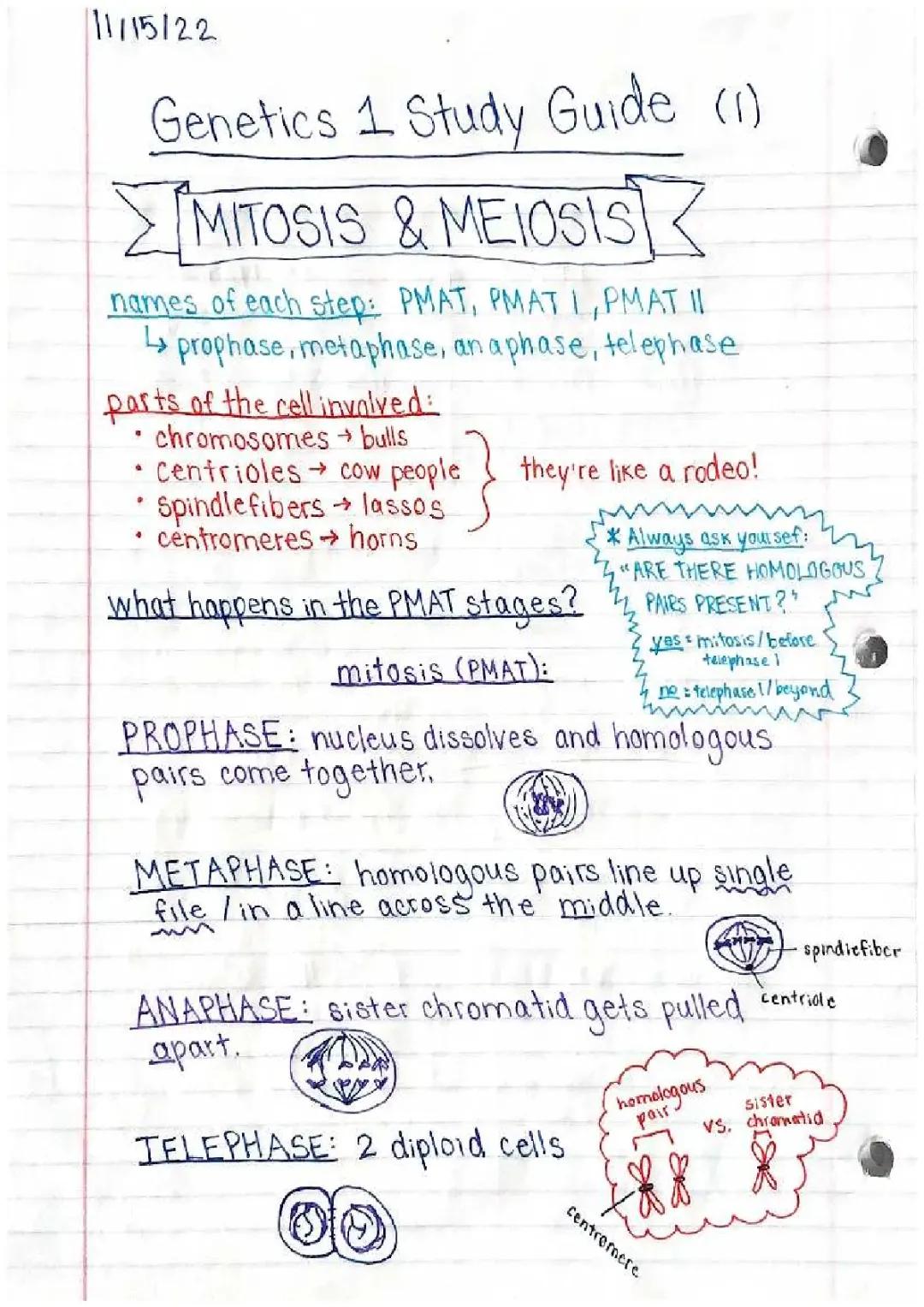 Mitosis and Meiosis Made Easy: PMAT Stages and Steps with Homologous Pairs