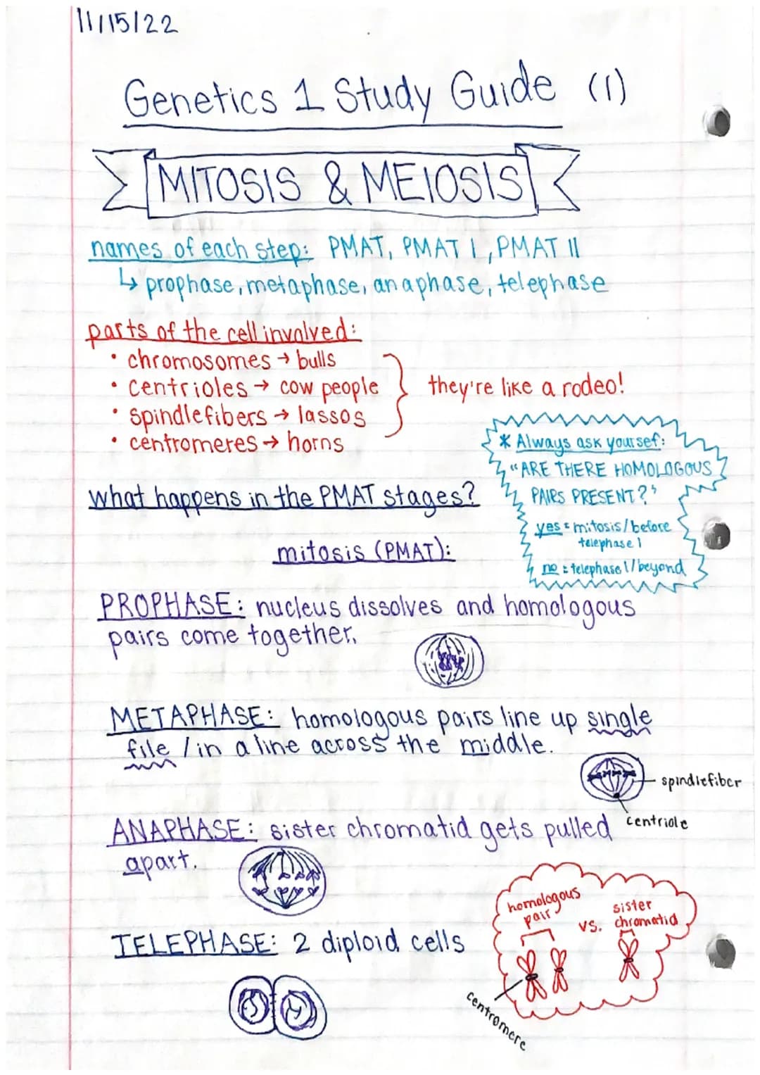 11/15/22
Genetics 1 Study Guide (1)
MITOSIS & MEIOSIS
names of each step: PMAT, PMATI, PMAT II
↳ prophase, metaphase, an aphase, telephase
p