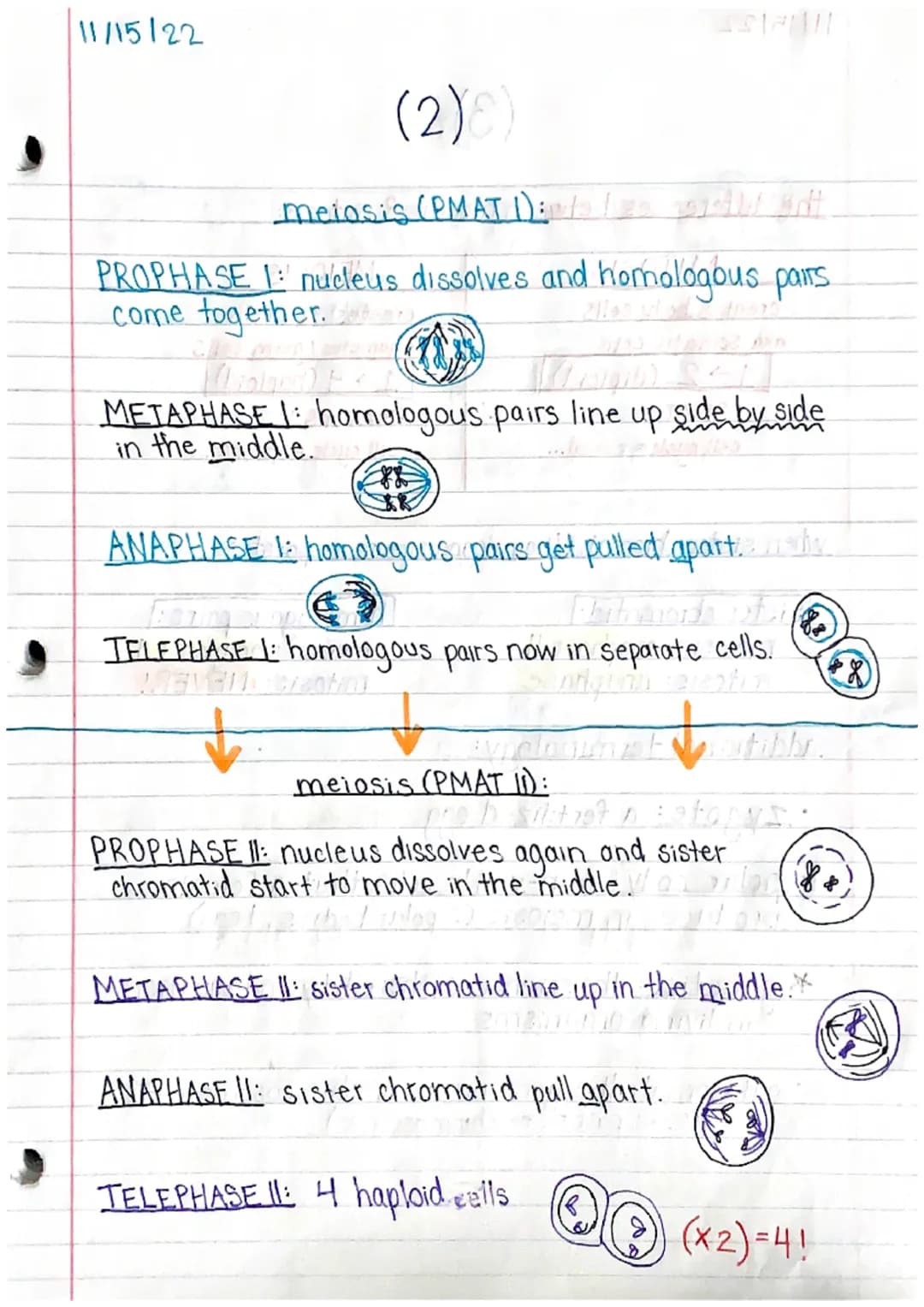 11/15/22
Genetics 1 Study Guide (1)
MITOSIS & MEIOSIS
names of each step: PMAT, PMATI, PMAT II
↳ prophase, metaphase, an aphase, telephase
p