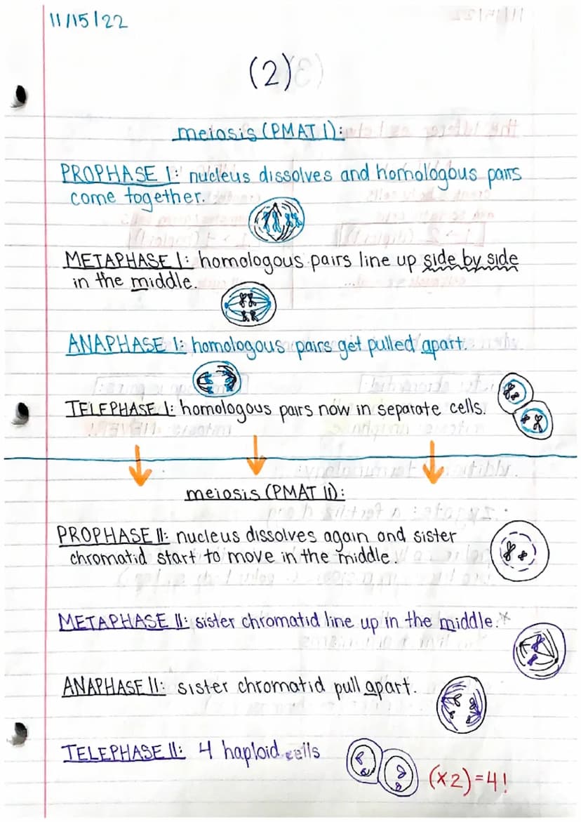 11/15/22
Genetics 1 Study Guide (1)
MITOSIS & MEIOSIS
names of each step: PMAT, PMATI, PMAT II
↳ prophase, metaphase, an aphase, telephase
p