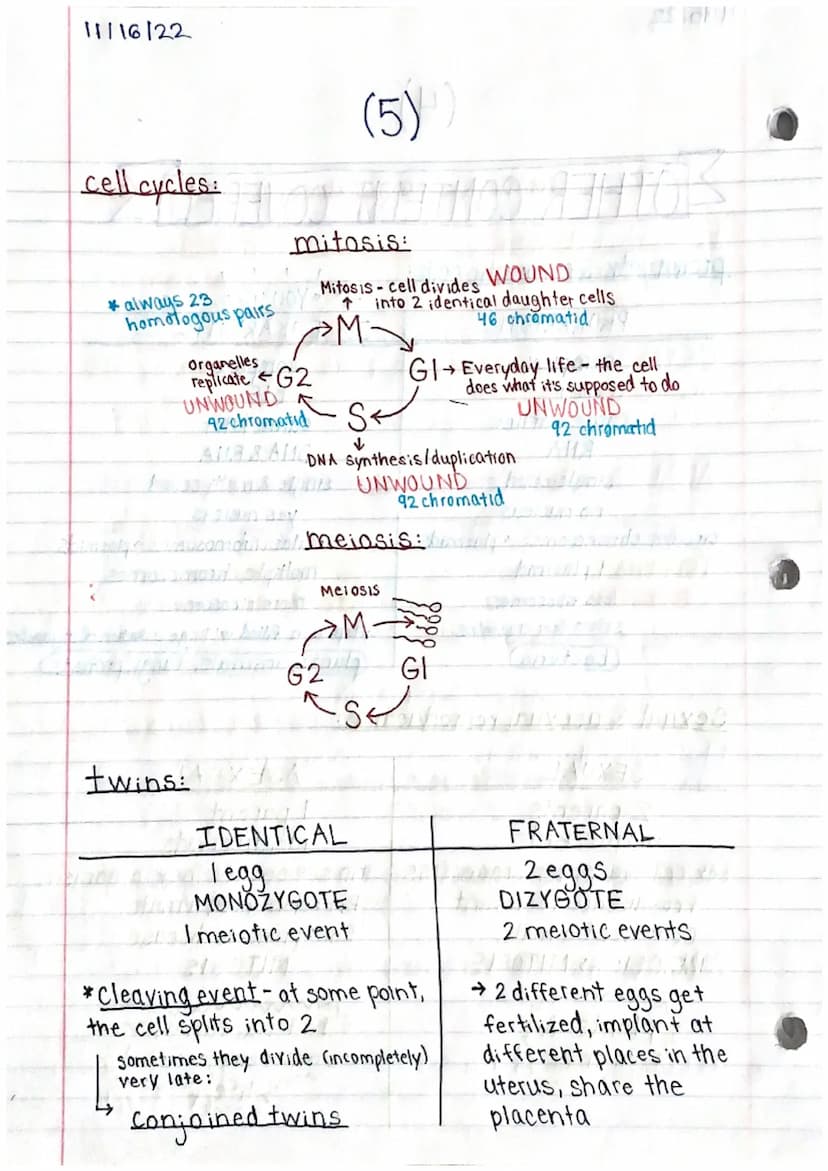 11/15/22
Genetics 1 Study Guide (1)
MITOSIS & MEIOSIS
names of each step: PMAT, PMATI, PMAT II
↳ prophase, metaphase, an aphase, telephase
p