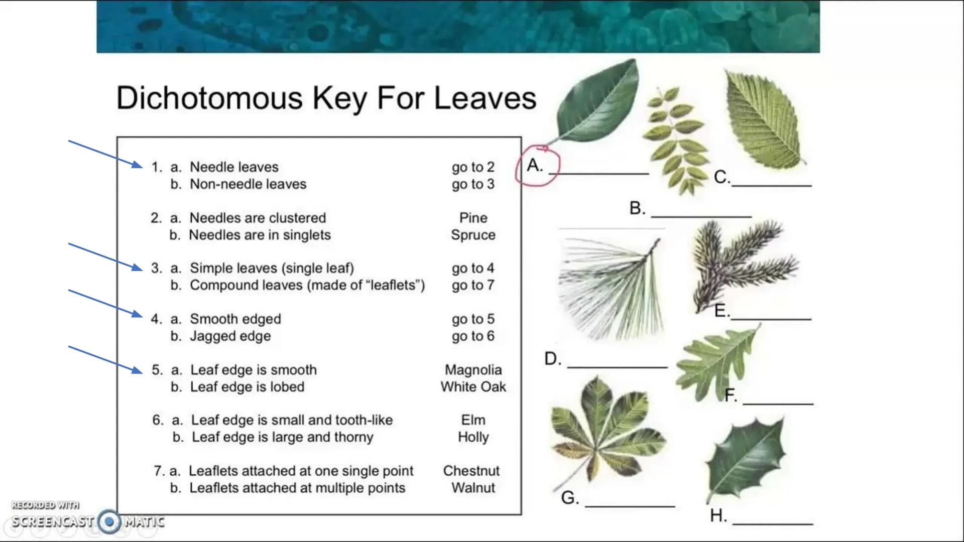 Spring Final Exam 2023 Final
Review Taxonomy
Taxonomy: field of biology that identifies and
classifies organisms
Greek: "taxo" = arrange, "n