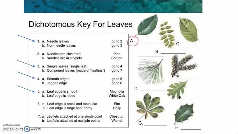 Spring Final Exam 2023 Final
Review Taxonomy
Taxonomy: field of biology that identifies and
classifies organisms
Greek: "taxo" = arrange, "n