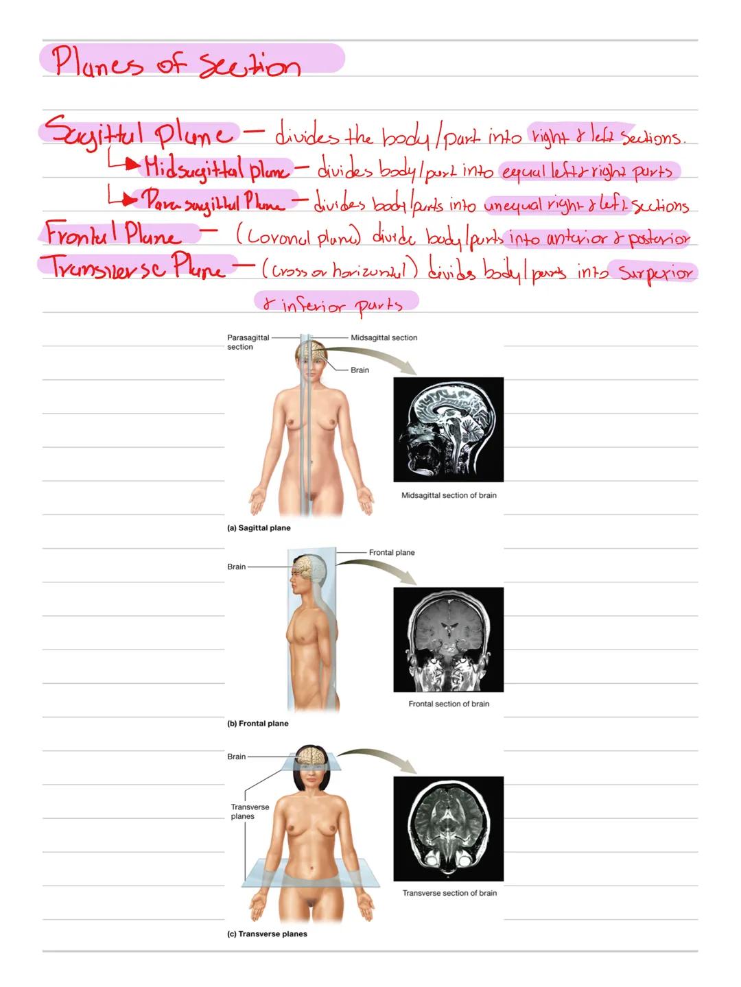 Anatomy & Physioby
Cell-Smullest unit that carries out lif
Me tubolism - two types "Building Processes"
L.
· Anabolism: Small chemicals comb