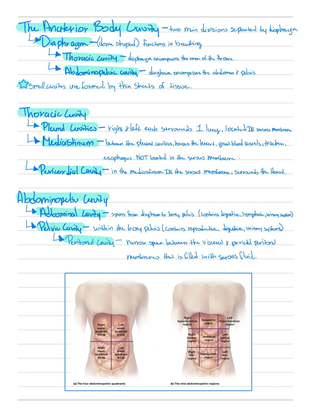 Anatomy & Physioby
Cell-Smullest unit that carries out lif
Me tubolism - two types "Building Processes"
L.
· Anabolism: Small chemicals comb