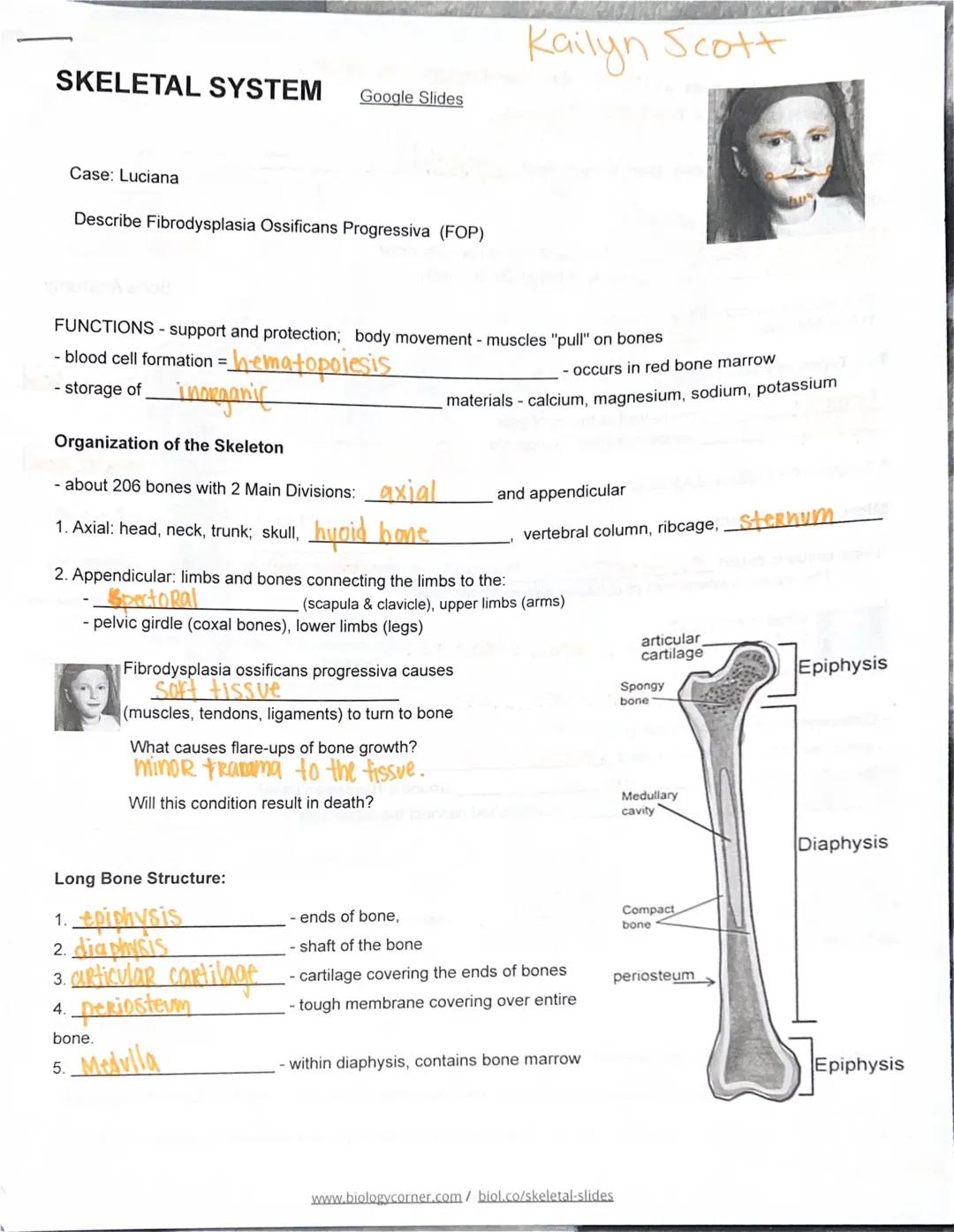 Skeletal System Notes