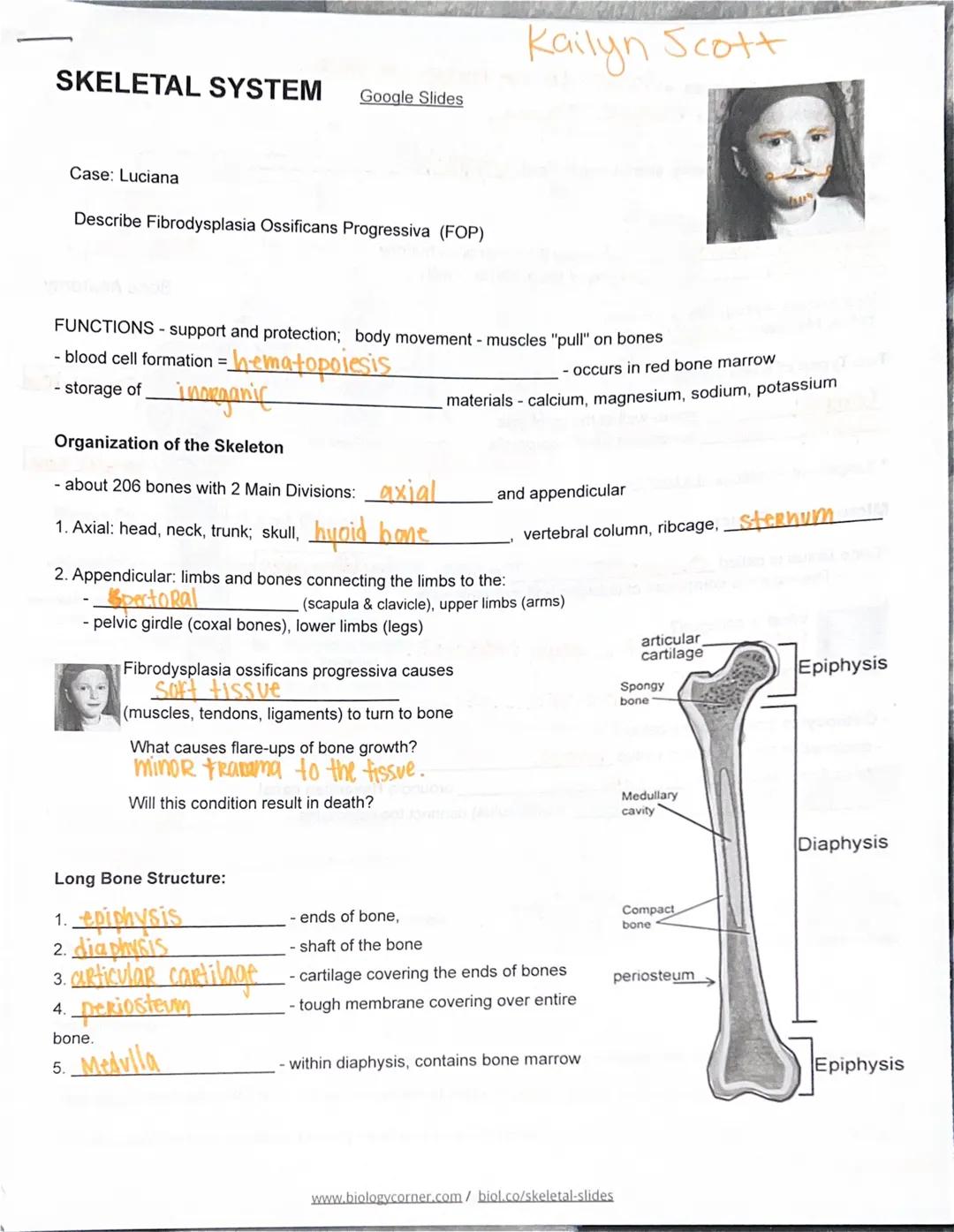SKELETAL SYSTEM
Case: Luciana
Google Slides
Describe Fibrodysplasia Ossificans Progressiva (FOP)
FUNCTIONS- support and protection; body mov