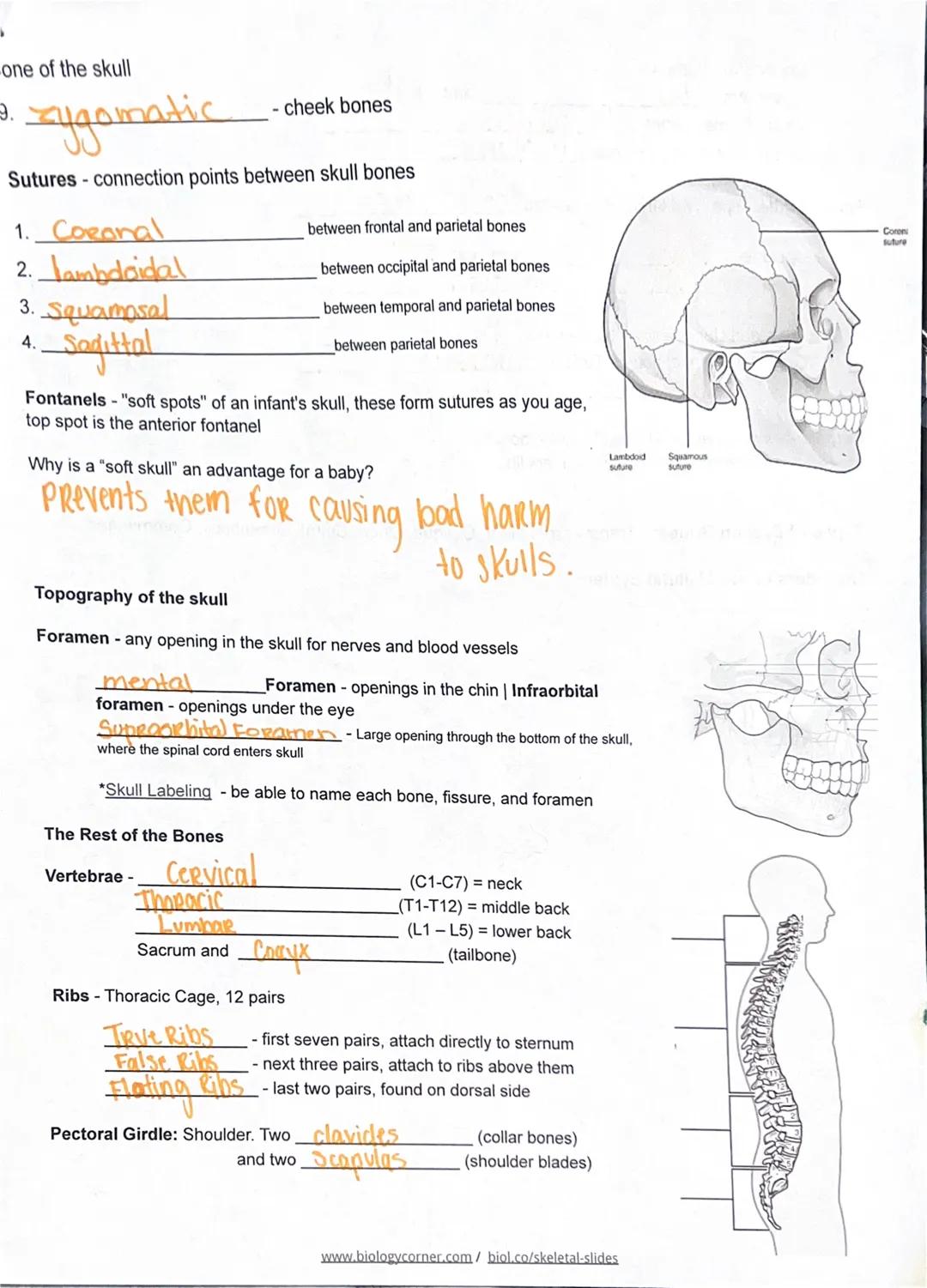 SKELETAL SYSTEM
Case: Luciana
Google Slides
Describe Fibrodysplasia Ossificans Progressiva (FOP)
FUNCTIONS- support and protection; body mov