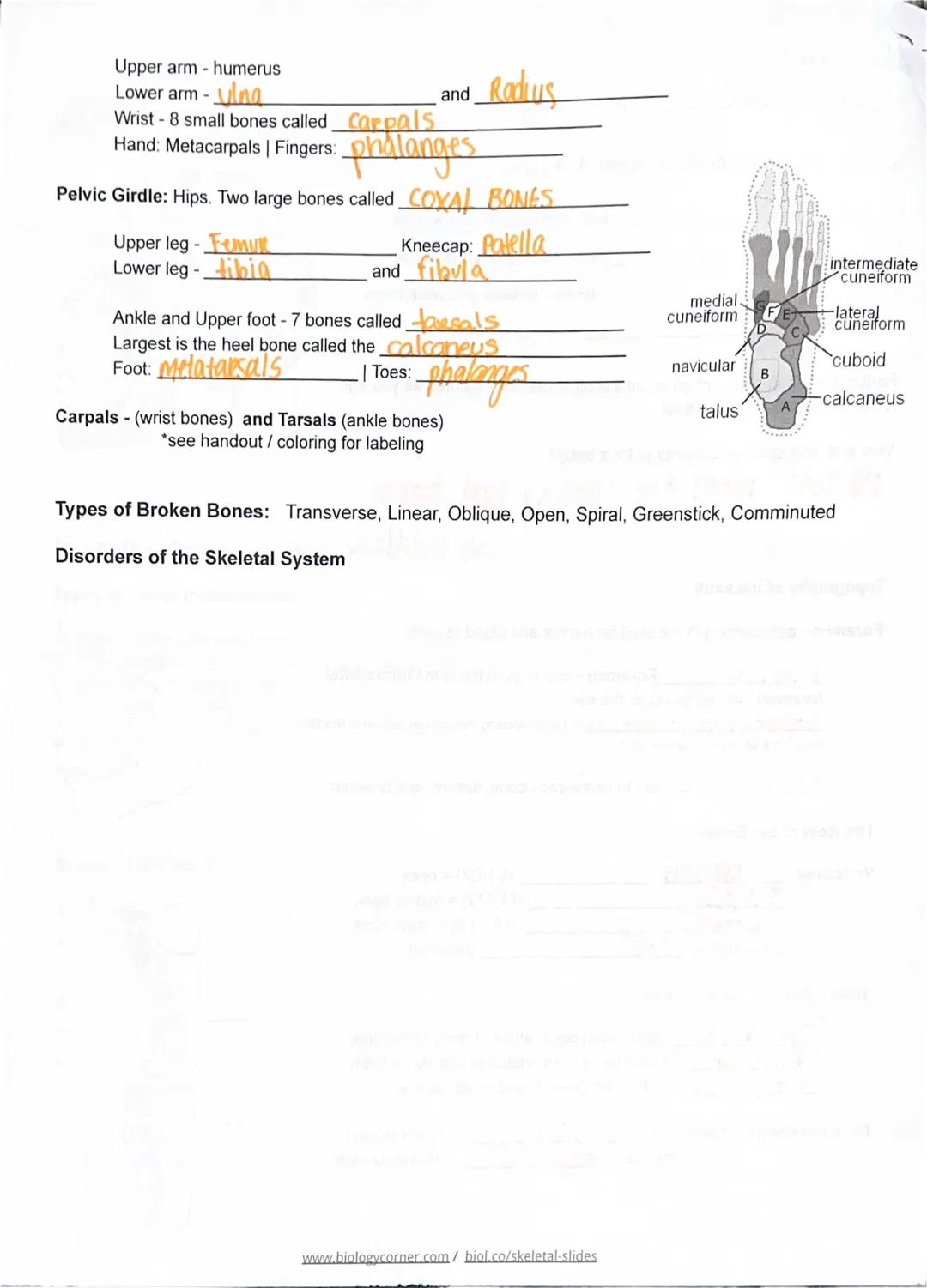 SKELETAL SYSTEM
Case: Luciana
Google Slides
Describe Fibrodysplasia Ossificans Progressiva (FOP)
FUNCTIONS- support and protection; body mov