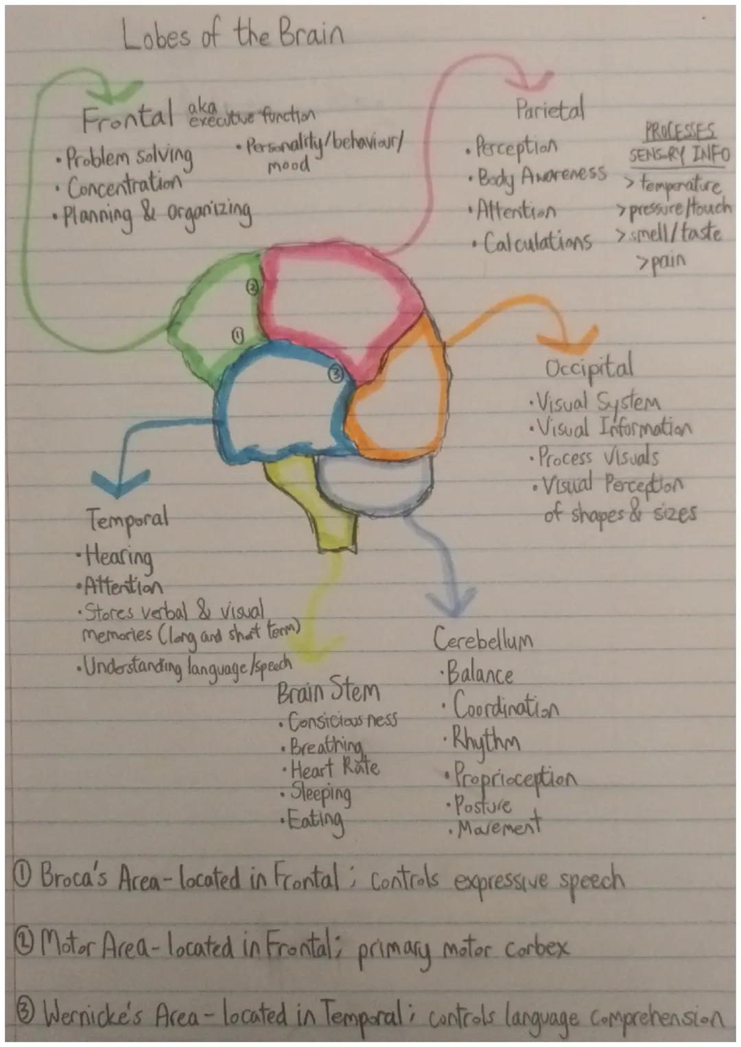 Lobes of the Brain
Frontal aktue function
executive
• Personality/behaviour/
mood'
• Problem solving
•Concentration"
• Planning & Organizing
