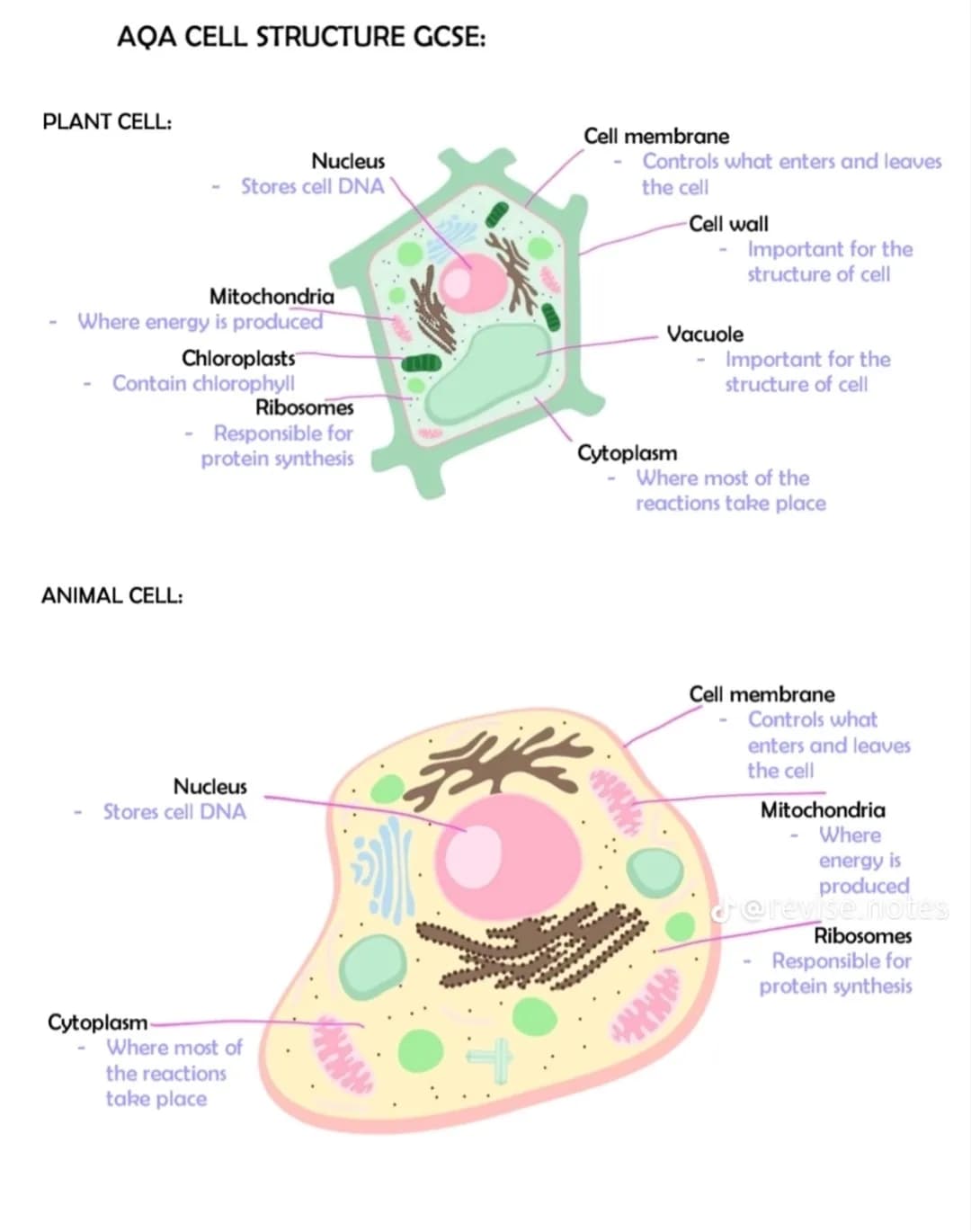science  