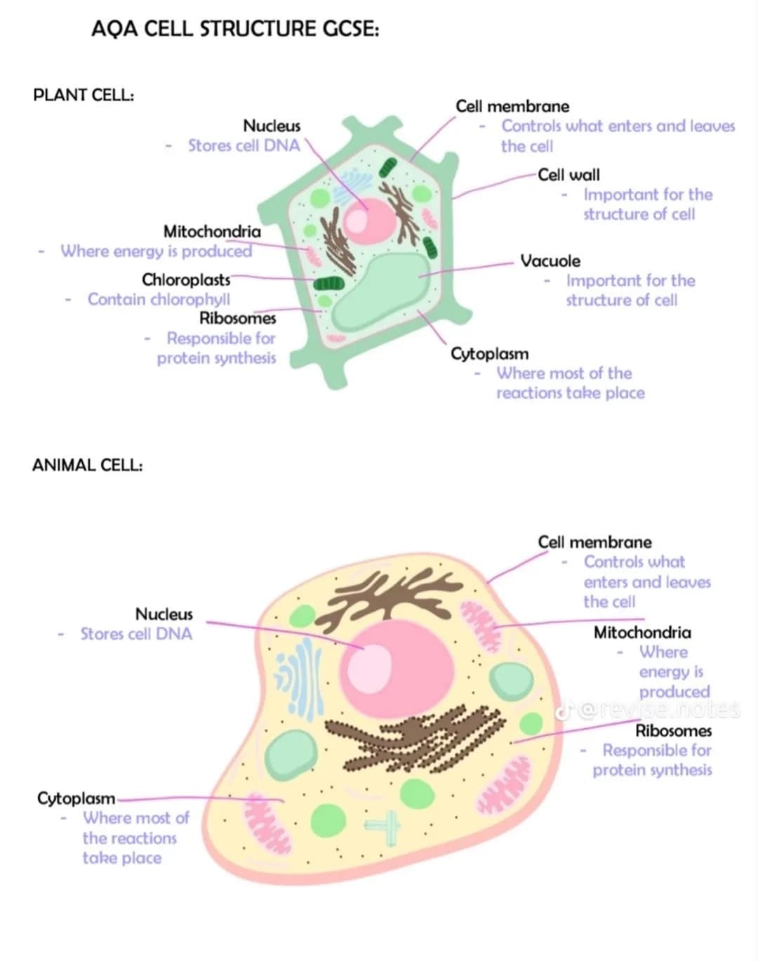 BACTERIAL CELL:
Cell wall
Important for
the structure of
cell
bosomes
Responsible
for protein
synthesis
Feature
Nucleus
Cytoplasm
Ribosomes
