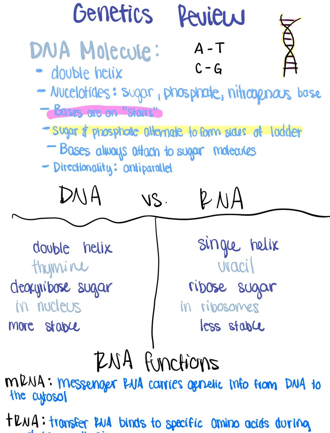 
<h2 id="overviewofdnamoleculedoublehelix">Overview of DNA Molecule Double Helix</h2>
<p>When we consider the structure of a DNA molecule, t